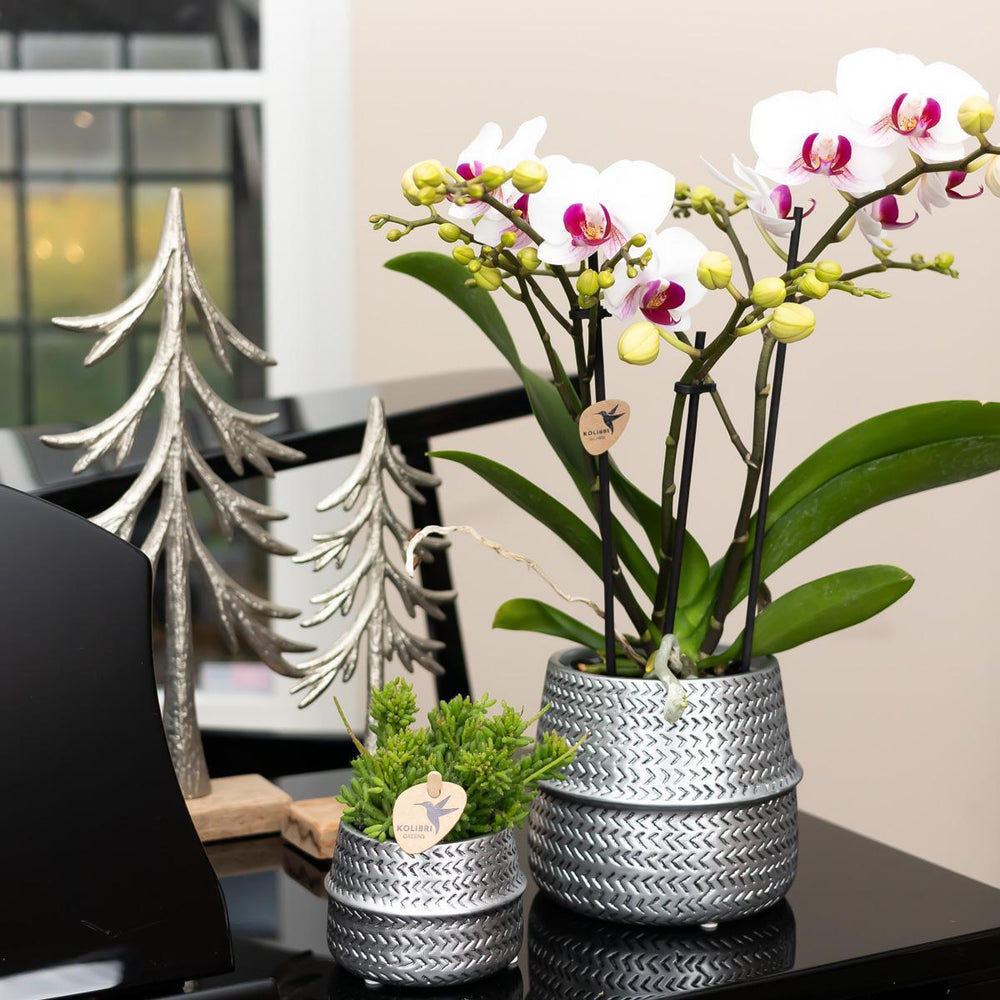 Kolibri Orchids | Weiße Phalaenopsis-Orchidee - Mineral Gibraltar - Topfgröße Ø9cm | blühende Zimmerpflanze - frisch vom Züchter-Plant-Botanicly