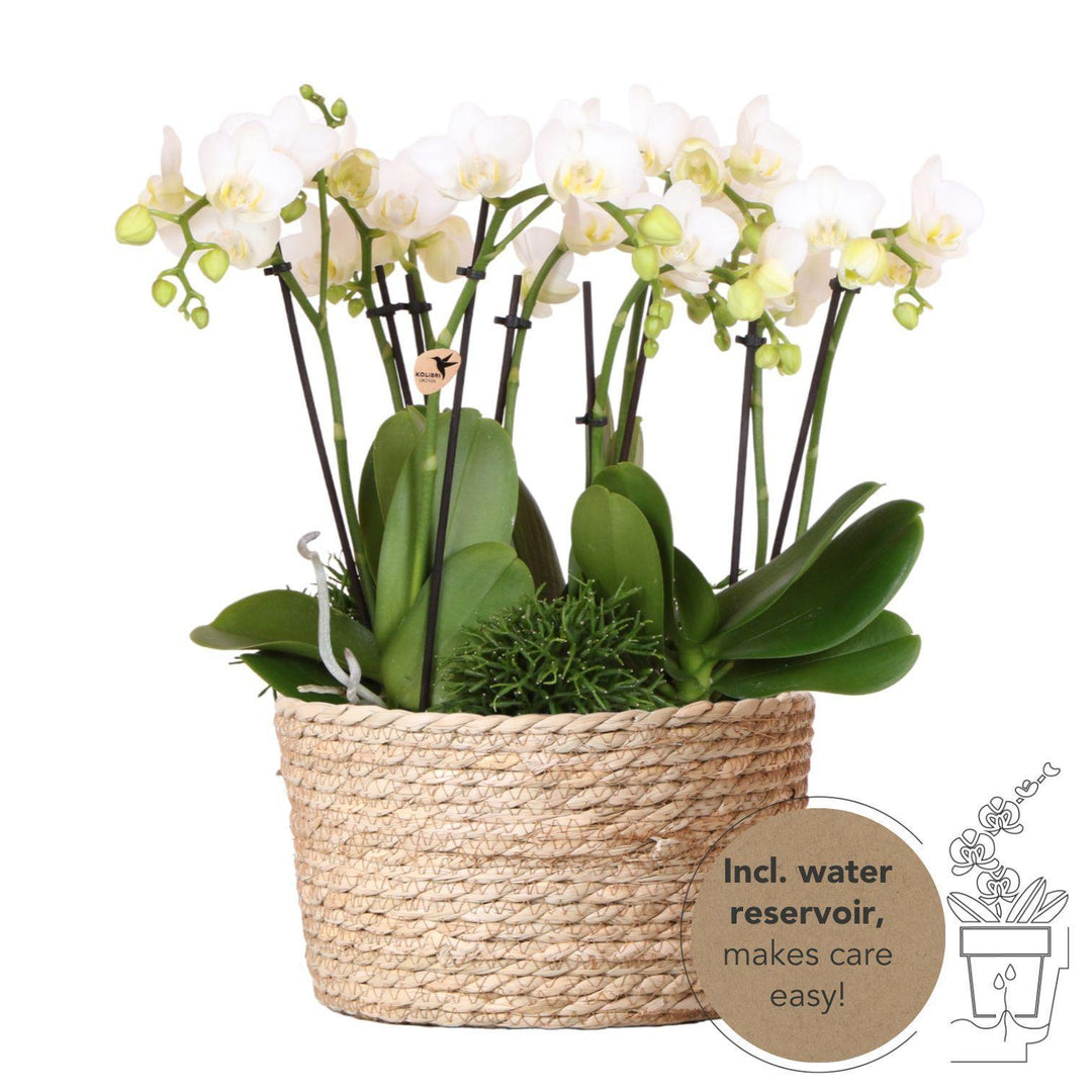 Kolibri Orchids | weißes Pflanzenset im Schilfkorb inkl. Wassertank | drei weiße Orchideen Amabilis 9cm und drei Grünpflanzen Rhipsalis | Dschungelstrauß weiß mit autarkem Wassertank-Plant-Botanicly