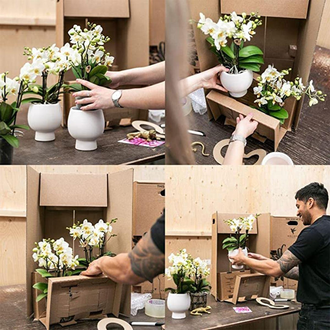 Kolibri Orchids | white Phalaenopsis orchid - Amabilis + Face-2-face decorative pot gold - pot size Ø9cm - 40cm high | flowering houseplant in flowerpot - fresh from grower-Plant-Botanicly