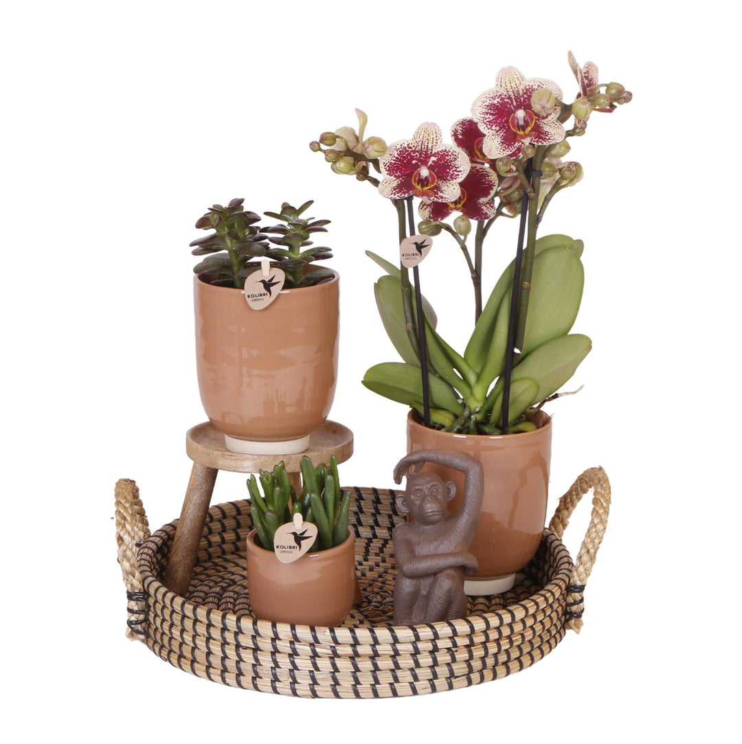 Komplettes Pflanzenset Home Hub | Grünpflanzen mit weißer Phalaenopsis-Orchidee inkl. schwarzen Keramik-Ziertöpfen und Zubehör-Plant-Botanicly