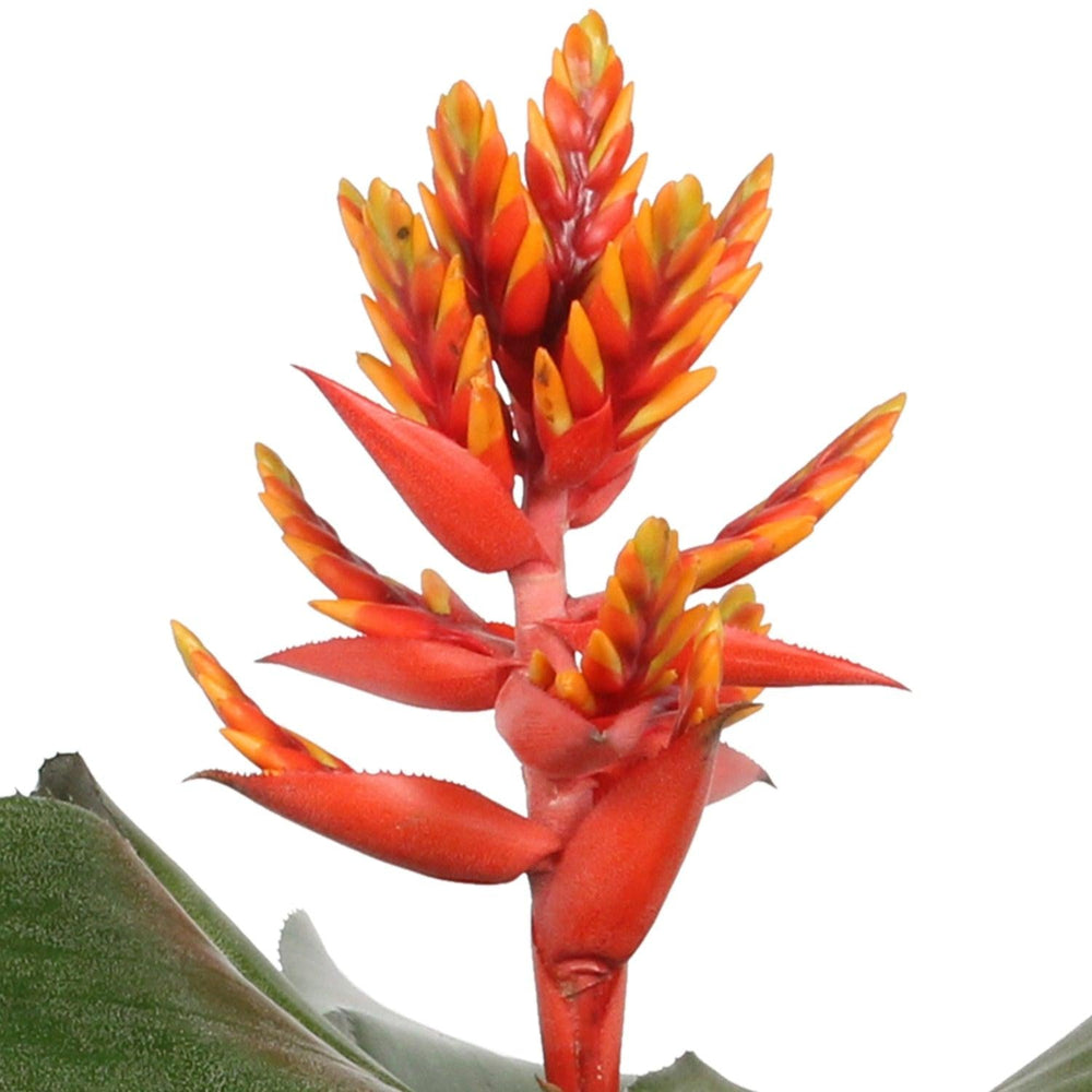 Lanzenbromelien (Aechmea Elegant Flames) - Nachhaltige Zimmerpflanzen kaufen Botanicly Foto 3