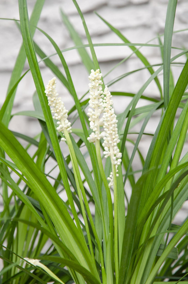 Liriope muscari 'Monroe White' - ↨30cm - Ø14-Plant-Botanicly
