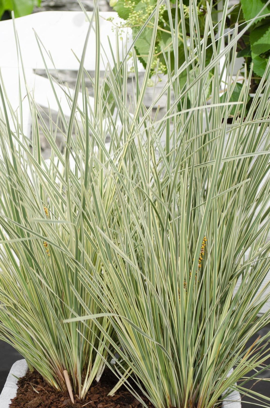 Lomandra longifolia 'White Sands' - ↨40cm - Ø19-Plant-Botanicly