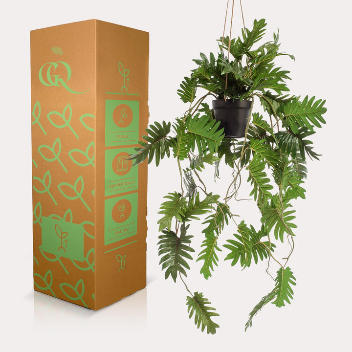 Philodendron - 80 cm - kunstpflanze-Plant-Botanicly