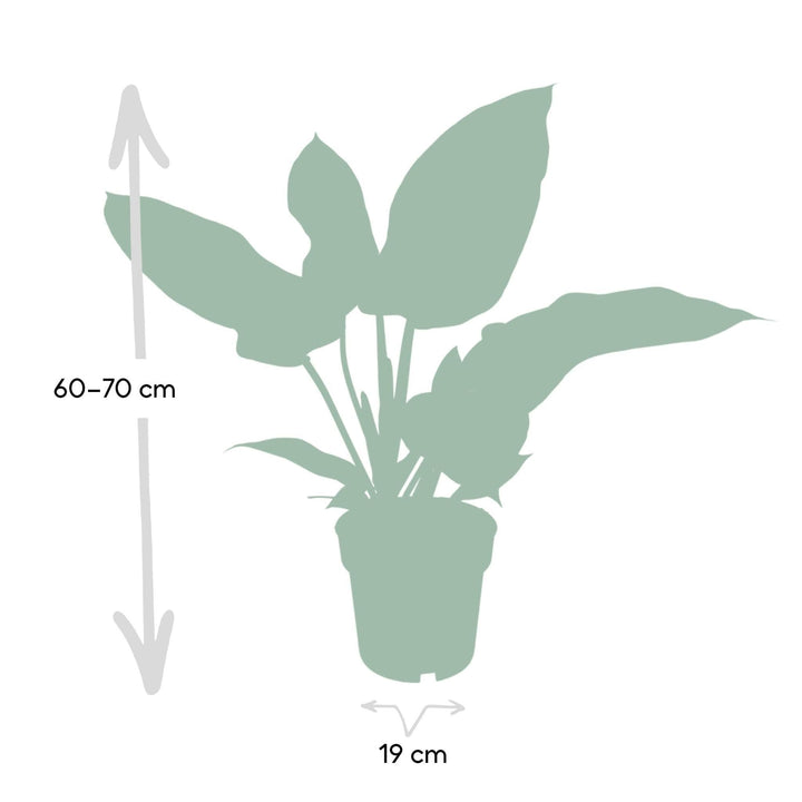 Philodendron Kaisergrün - - 65cm - Ø19-Plant-Botanicly