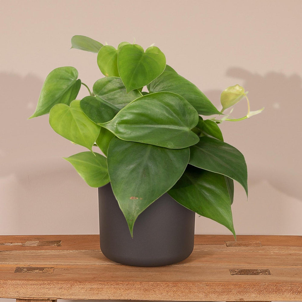 Philodendron Scandens - - 15cm - Ø12-Plant-Botanicly