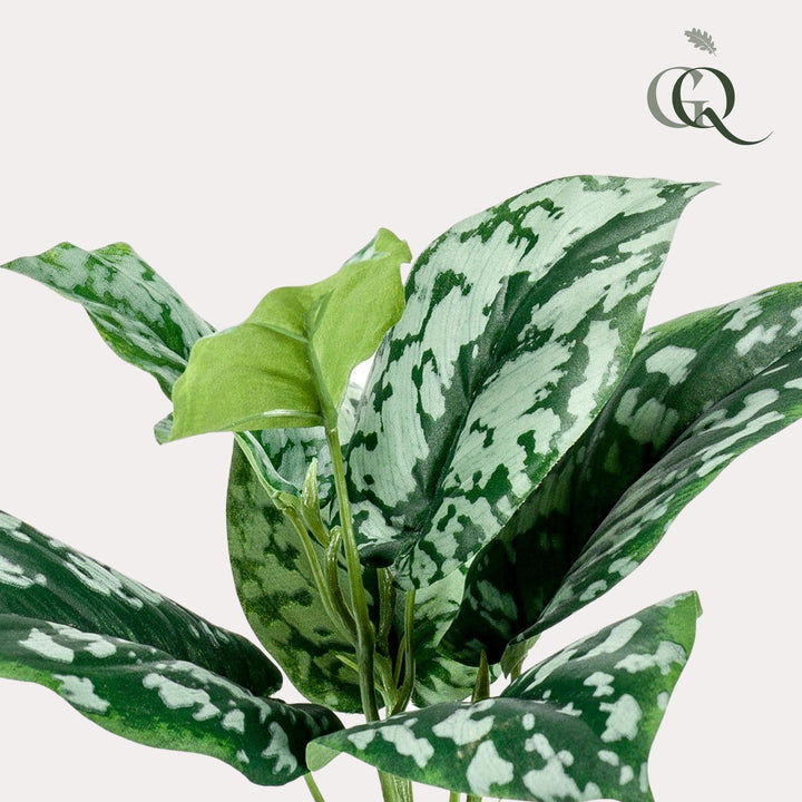 Scindapsus Pictus - Gefleckte Efeutute - 30 cm - kunstpflanze-Plant-Botanicly