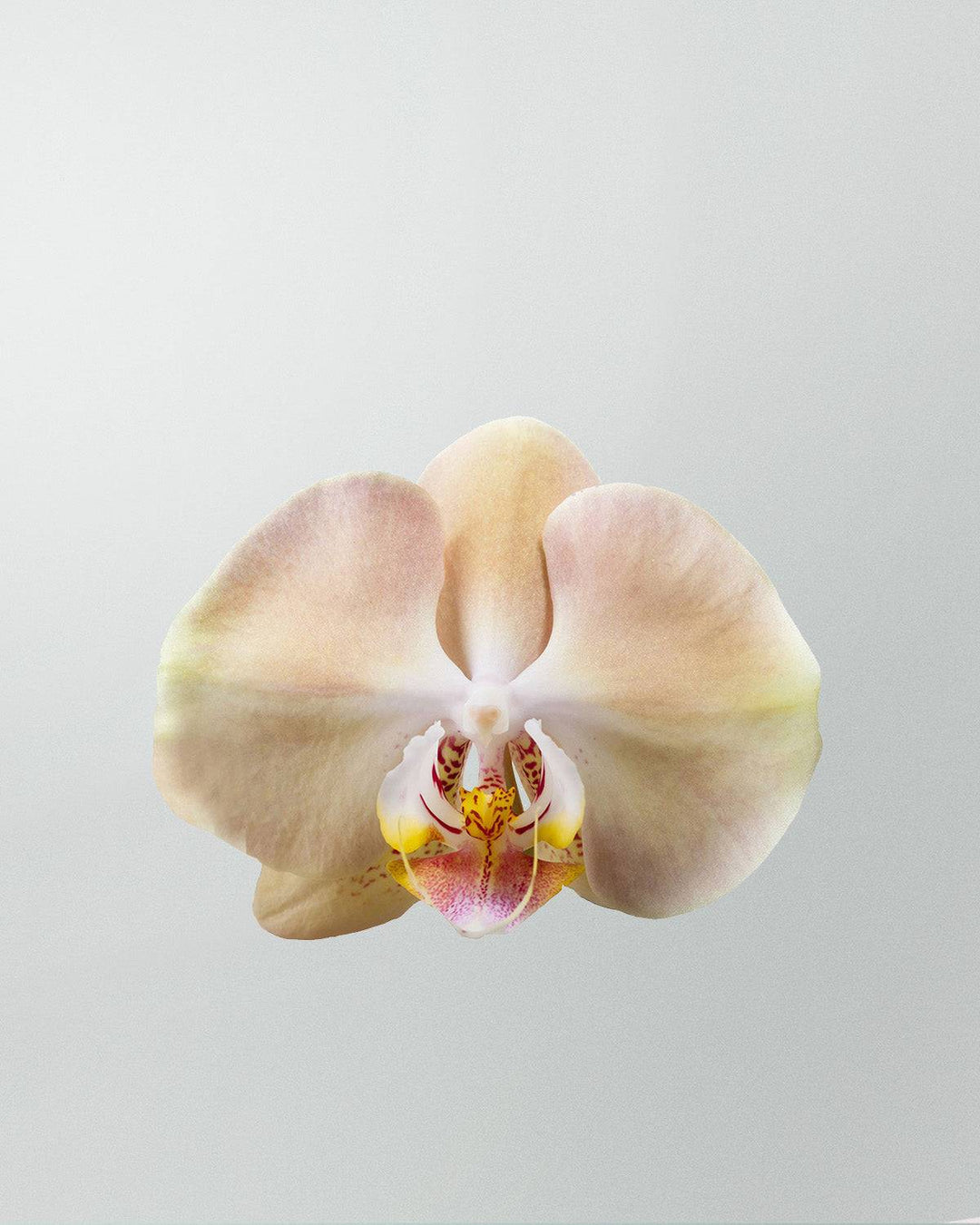 Shirin die Schmetterlingsorchidee Creme Weiß-Topfpflanzen-Botanicly